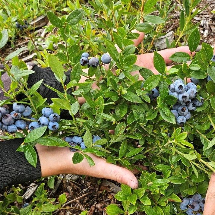 BLEUETS 2 900x900