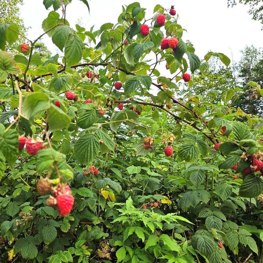 FRAMBOISES 900x900