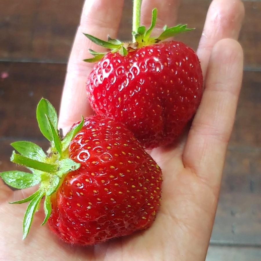 fraise 900x900