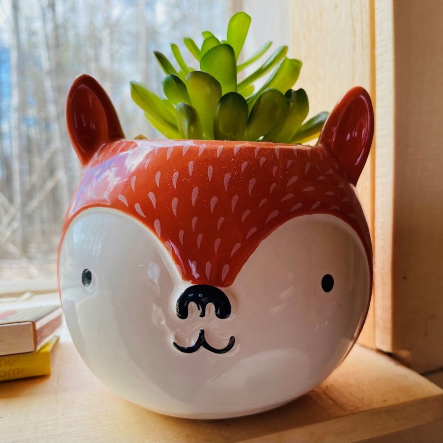 renard pot900x900